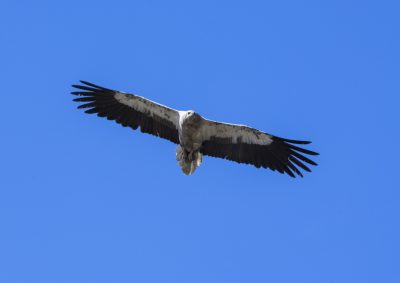 Egyprian Vulture